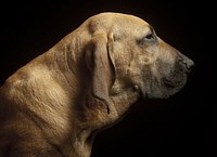 Fila Brasileiro on black background. Free public domain CC0 photo