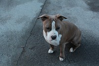 Bulldog sitting on street. Free public domain CC0 photo.