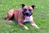 Brown dog lying on grass field. Free public domain CC0 photo.