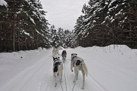 Dogsled on snow. Free public domain CC0 photo.