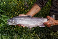 Person holding dead fish outside. Free public domain CC0 photo.