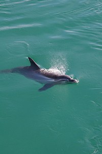 Dolphin swimming alone. Free public domain CC0 photo.