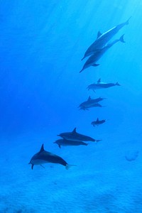 Dolphins swimming in groups. Free public domain CC0 image.