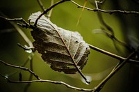 Leaf texture. Free public domain CC0 photo.