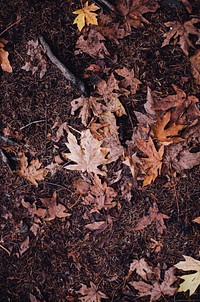 Autumn leaf, seasonal background. Free public domain CC0 photo.