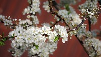 White cherry blossom. Free public domain CC0 image.