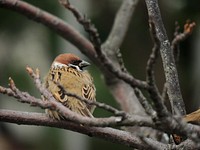 Sparrow bird in a tree. Free public domain CC0 image.