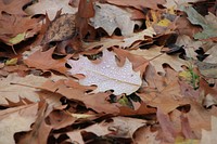 Maple leaf, Autumn seasonal background. Free public domain CC0 photo.