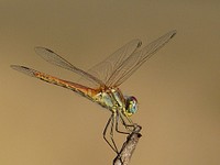 Dragonfly background, insect image. Free public domain CC0 photo.