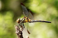 Dragonfly background, insect image. Free public domain CC0 photo.