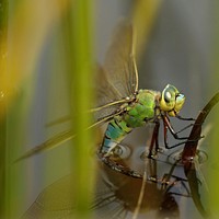 Dragonfly background, insect image. Free public domain CC0 photo.