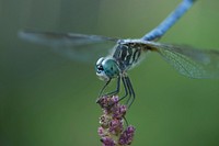 Dragonfly background, insect image. Free public domain CC0 photo.