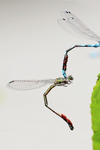 Dragonfly background, insect image. Free public domain CC0 photo.