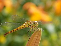 Dragonfly background, insect image. Free public domain CC0 photo.