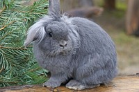 Cute rabbit on the field. Free public domain CC0 image.