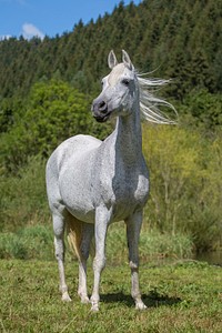 White horse, animal image. Free public domain CC0 photo.