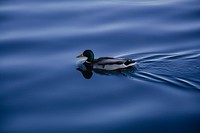 Green mallard duck close up. Free public domain CC0 photo.