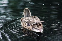 Mallard duck swimming close up. Free public domain CC0 image.