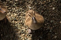 Mallard duck looking up. Free public domain CC0 image.