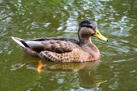 Mallard duck swimming close up. Free public domain CC0 image.