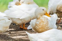 Group of American pekin ducks. Free public domain CC0 image.