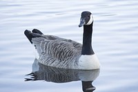 Swimming Canada goose close up. Free public domain CC0 photo.