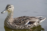 Mallard duck floating close up. Free public domain CC0 image.