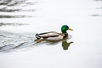 Green mallard duck close up. Free public domain CC0 photo.