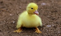 Yellow duckling close up. Free public domain CC0 photo.