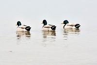 Green mallard ducks close up. Free public domain CC0 photo.