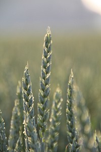 Wheat field. Free public domain CC0 photo.