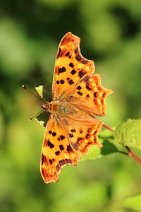 Butterfly in nature. Free public domain CC0 photo.