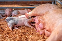 Free piglets drinking milk image, public domain farm animal CC0 photo.