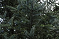 Free close up conifer image, public domain plant CC0 photo.