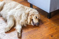 Free golden retriever dog lying on wooden floor image, public domain animal CC0 photo.