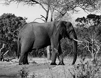 Free elephant image, public domain wild animal CC0 photo.