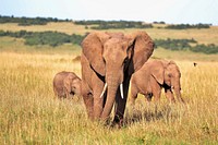 Free elephants image, public domain wild animal CC0 photo.