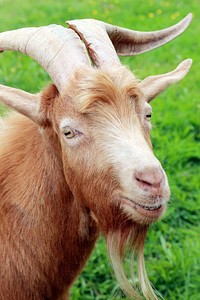 Free goat image, public domain animal CC0 photo.