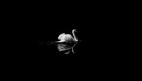 Free swan floating on water in dark background image, public domain animal CC0 photo.