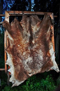 Free dead animal skin image, public domain CC0 photo.