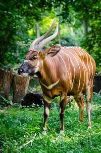 Free antelope image, public domain animal CC0 photo.