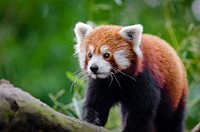 Free Red Panda image, public domain animal CC0 photo.