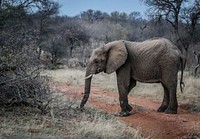 Free elephant image, public domain animal CC0 photo.