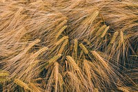 Wheat field. Free public domain CC0 photo.