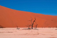 Free dead tree on desert image, public domain landscape CC0 photo.