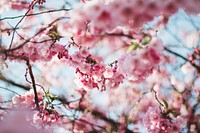 Free pink cherry blossom image, public domain flower CC0 photo.