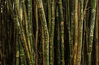 Free bamboo image, public domain plant CC0 photo.