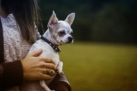 Free woman holding chihuahua dog image, public domain animal CC0 photo.