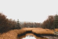 Free Bog Forest in Ireland image, public domain landscape CC0 photo.