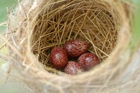 Free 3 bird eggs in bird nest image, public domain animal CC0 photo.